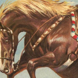 Champion the Wonder Horse
