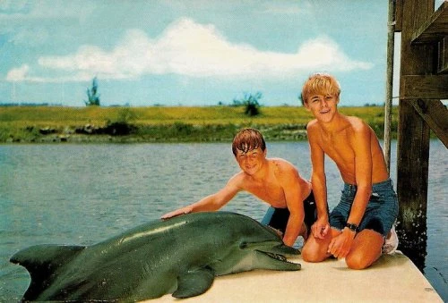 Flipper