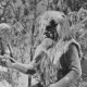 The Lion, The Witch and The Wardrobe