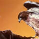 Manimal