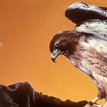Manimal