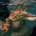 My Octopus Teacher