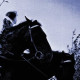 The New Forest Rustlers