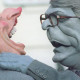 Spitting Image