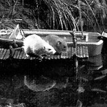 Tales of the Riverbank